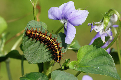 BUITEN BEELD Foto: 414859