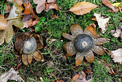 BUITEN BEELD Foto: 414883