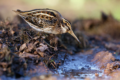 BUITEN BEELD Foto: 414893