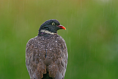 BUITEN BEELD Foto: 414903