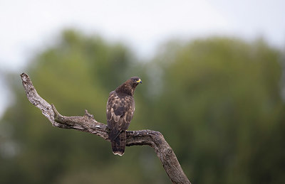 BUITEN BEELD Foto: 414944