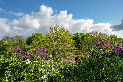 BUITEN BEELD Foto: 414983