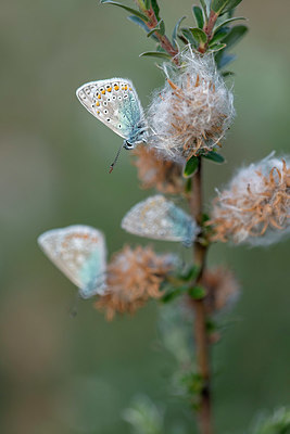 BUITEN BEELD Foto: 414990