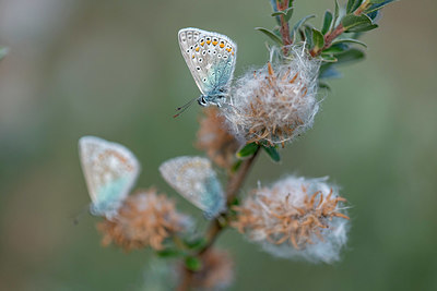 BUITEN BEELD Foto: 414991