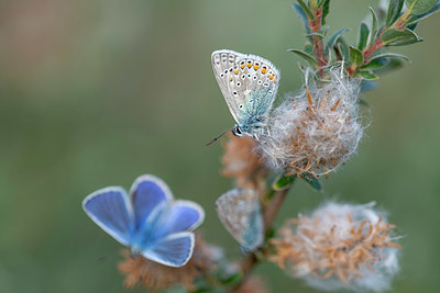 BUITEN BEELD Foto: 414994