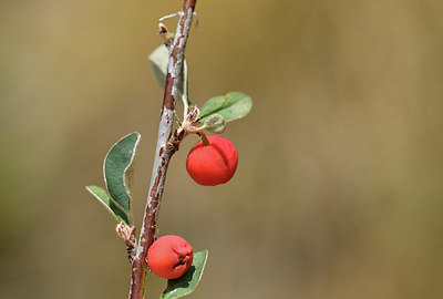 BUITEN BEELD Foto: 415000