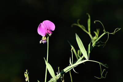 BUITEN BEELD Foto: 415005
