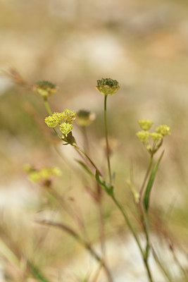 BUITEN BEELD Foto: 415008