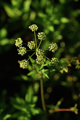 BUITEN BEELD Foto: 415012