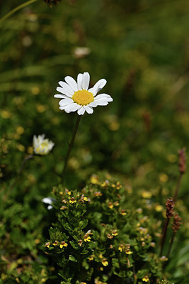 BUITEN BEELD Foto: 415013
