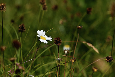 BUITEN BEELD Foto: 415016