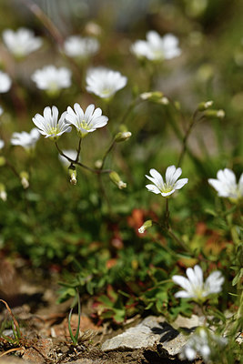 BUITEN BEELD Foto: 415037