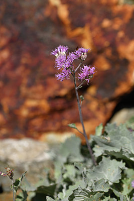 BUITEN BEELD Foto: 415038