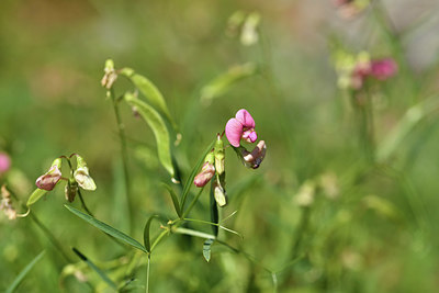 BUITEN BEELD Foto: 415052