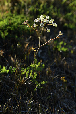 BUITEN BEELD Foto: 415054
