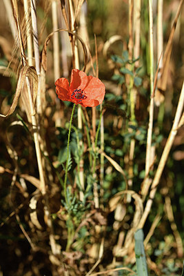 BUITEN BEELD Foto: 415063