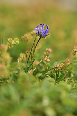 BUITEN BEELD Foto: 415076