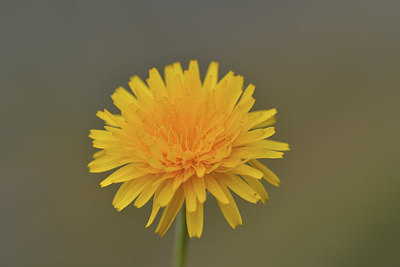 BUITEN BEELD Foto: 415077