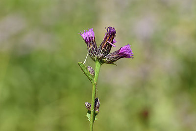 BUITEN BEELD Foto: 415085