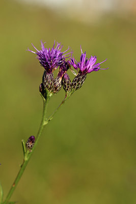 BUITEN BEELD Foto: 415090