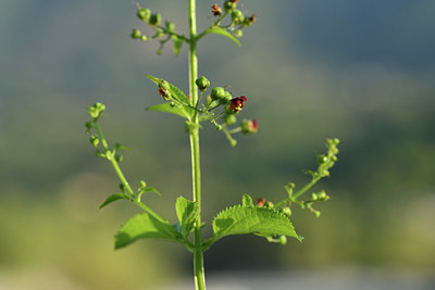 BUITEN BEELD Foto: 415101