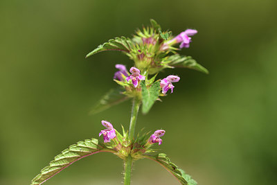 BUITEN BEELD Foto: 415102