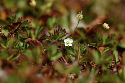 BUITEN BEELD Foto: 415117