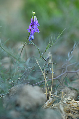 BUITEN BEELD Foto: 415134