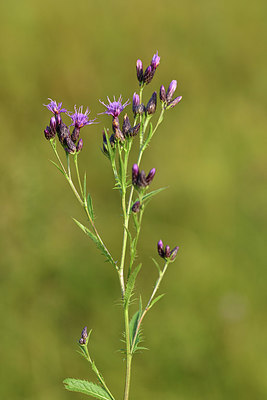 BUITEN BEELD Foto: 415145