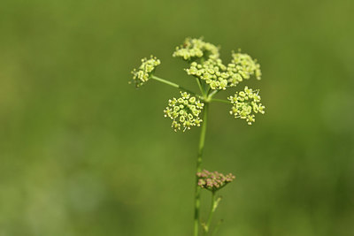BUITEN BEELD Foto: 415149