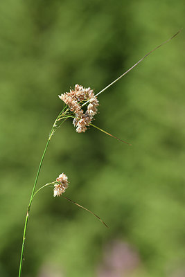 BUITEN BEELD Foto: 415150