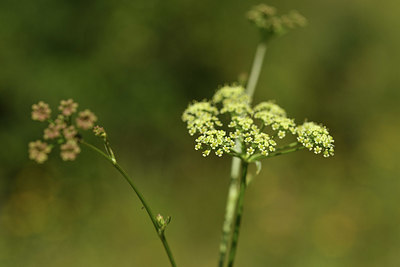 BUITEN BEELD Foto: 415157