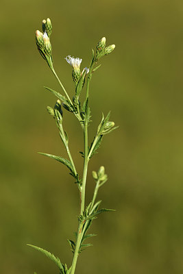BUITEN BEELD Foto: 415172