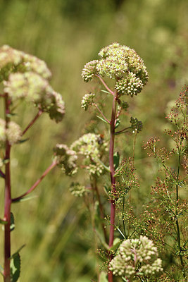 BUITEN BEELD Foto: 415174