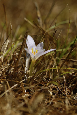 BUITEN BEELD Foto: 415181