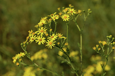 BUITEN BEELD Foto: 415185