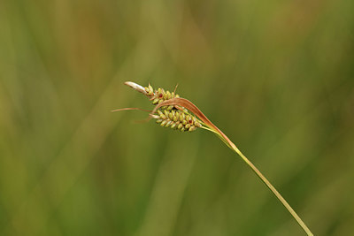 BUITEN BEELD Foto: 415187