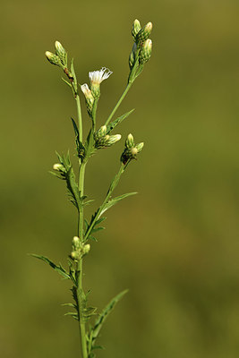 BUITEN BEELD Foto: 415188