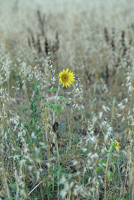 BUITEN BEELD Foto: 415189