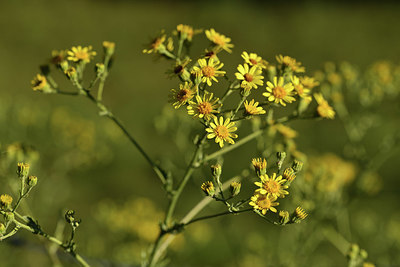 BUITEN BEELD Foto: 415190