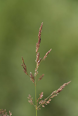 BUITEN BEELD Foto: 415192