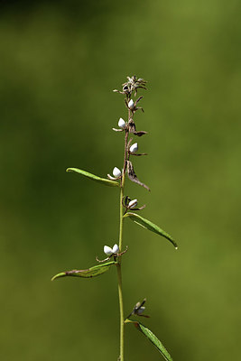 BUITEN BEELD Foto: 415200
