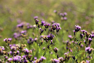 BUITEN BEELD Foto: 415202