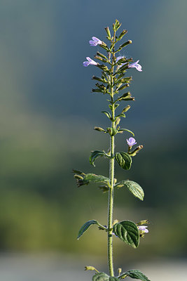 BUITEN BEELD Foto: 415209