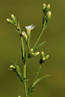 BUITEN BEELD Foto: 415210