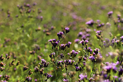 BUITEN BEELD Foto: 415217