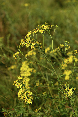BUITEN BEELD Foto: 415218