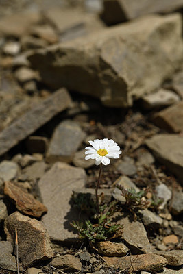BUITEN BEELD Foto: 415232