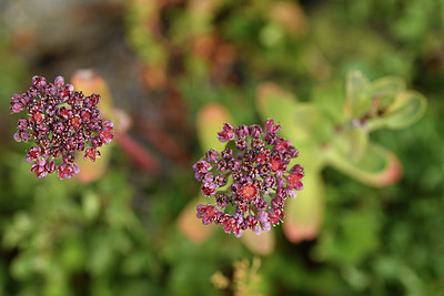 BUITEN BEELD Foto: 415242