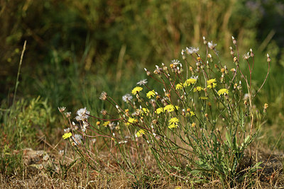 BUITEN BEELD Foto: 415246